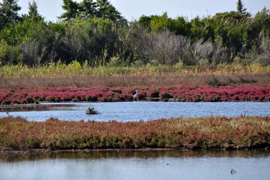 A heron among the coastal vegetation of Lake Korission